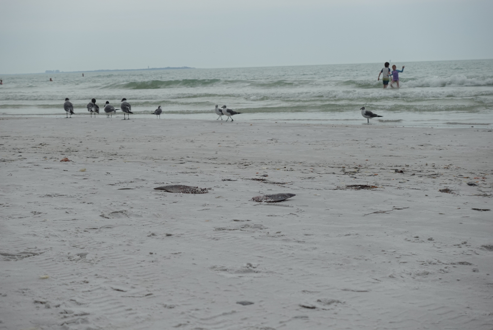 scene beach with bird